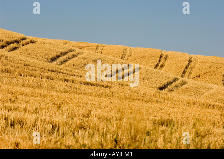 Champs de blé récoltés DES COLLINES DE L'EST DE PALOUSE WASHINGTON STATE USA Banque D'Images