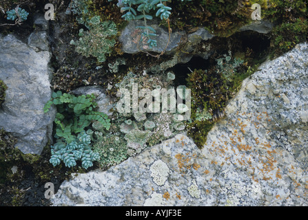 Sedum fougères et mousses lichens poussant dans vieux mur de pierre Espagne Pyrénées Banque D'Images