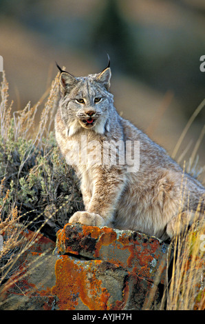 Lynx du Canada Lynx canadensis dans l'ouest du Montana model Banque D'Images