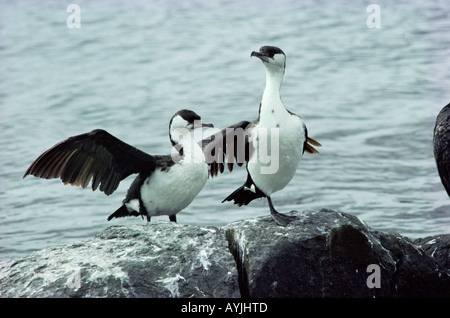 Black-faced Cormorant Phalacrocorax fuscescens Banque D'Images