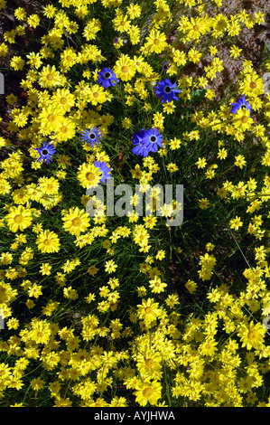 Fleurs sauvages de l'Australie occidentale everlastings Schoenia filifolia jaune et bleu Swan River daisy Brachyscome ciliaris Banque D'Images