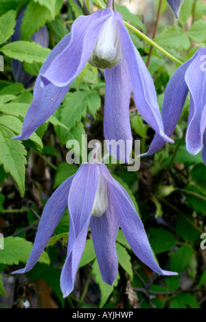 CLEMATIS ALPINA FRANCES RIVIS AGM Banque D'Images