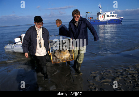 La libération des phoques communs sur les bancs de l'wad Banque D'Images