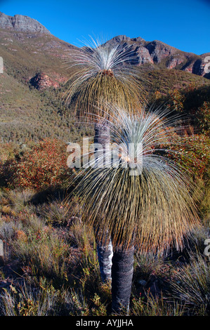 Kingia australis arbres herbe mince de Stirling en Australie occidentale Parc National Banque D'Images