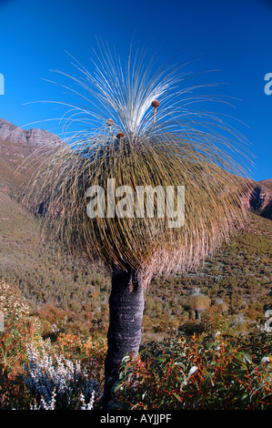 Arbre herbe Kingia australis parmi les fleurs sauvages du parc national de Stirling en Australie occidentale Banque D'Images