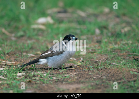 Butcherbird Grey Cracticus torquatus Banque D'Images