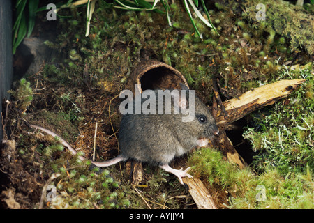 Souris à queue longue Pseudomys higginsi endémique de Tasmanie Tasmanie photographié dans l'Australie Banque D'Images