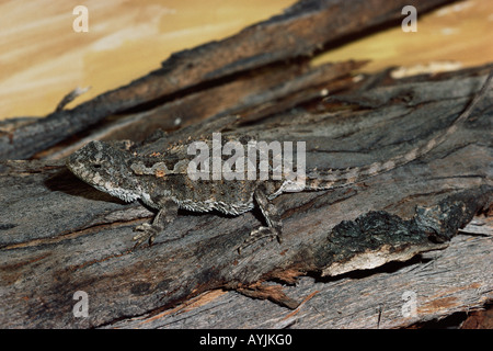 Rankinia diemensis Dragon montagne photographié en Tasmanie en Australie Banque D'Images