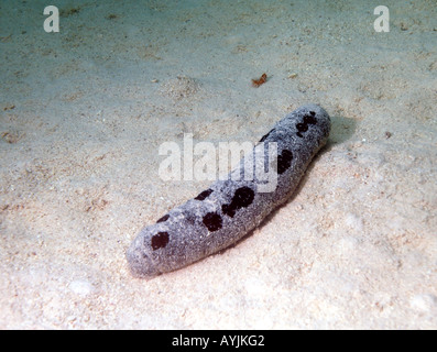 Holothuria nobilis Banque D'Images