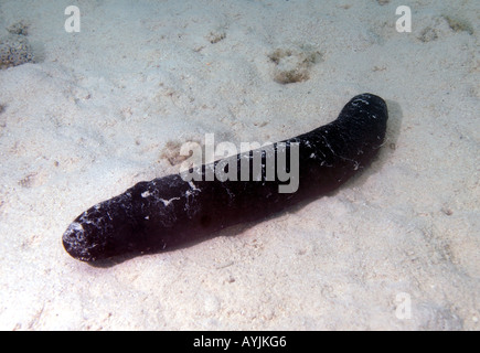 Holothuria sp Banque D'Images