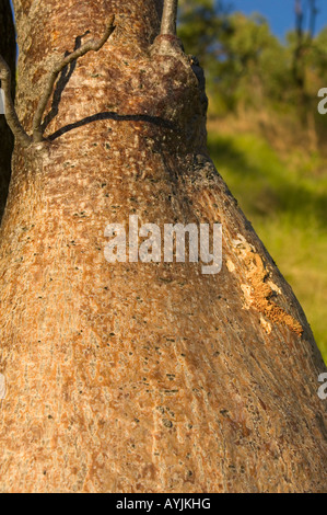 Close-up de boab tree et endommager l'agrile du frêne sur radeau Point, le Kimberley, Australie occidentale Banque D'Images