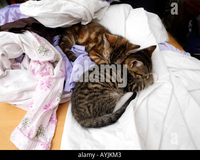 Deux huit semaines à dormir parmi les chatons laver propre Banque D'Images