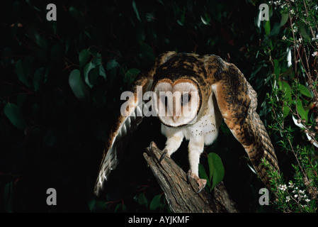 Owl Tyto novaehollaniae masqués de Tasmanie photographié en Tasmanie en Australie Banque D'Images