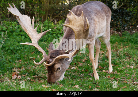 Fallow Buck 'Dama dama' le pâturage dans le parc Richmond Surrey England Banque D'Images