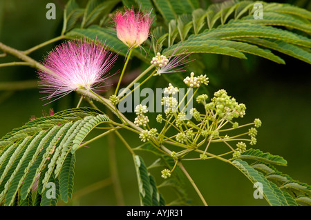 Albizia julibrissin Rosea Mimosa Blossom Banque D'Images