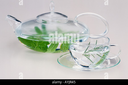 Théière en verre clair contenant des feuilles de verveine citronnelle bouilli et tasse en verre transparent contenant branche de romarin dans l'eau bouillie Banque D'Images