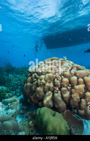 Vue sous-marine des récifs et diveboat Bonaire Netherland Antillies Banque D'Images