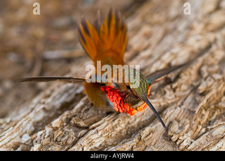 Colibri à gorge rubis en vol Banque D'Images