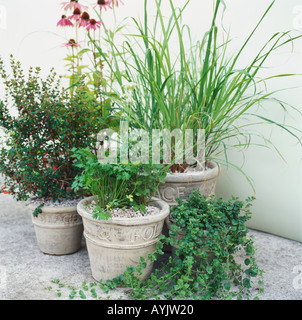 Des herbes poussant dans des pots en pierre ancienne Banque D'Images