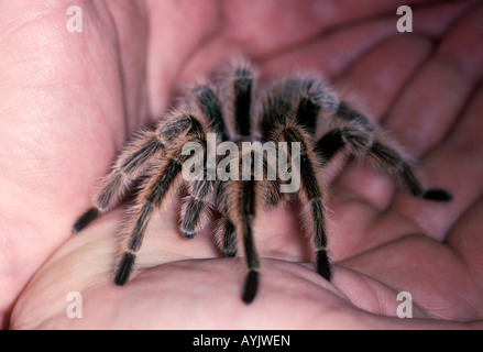 Grammostola rosea mygale rose du Chili Banque D'Images