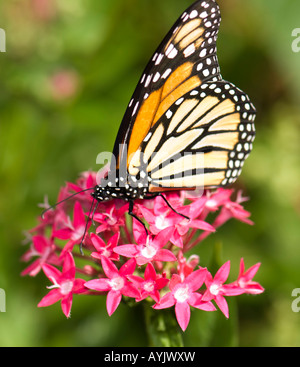 Papillon monarque, Danaus plexippus, se nourrissant de Pentas lanceolata fleurs en Oklahoma, USA. Banque D'Images