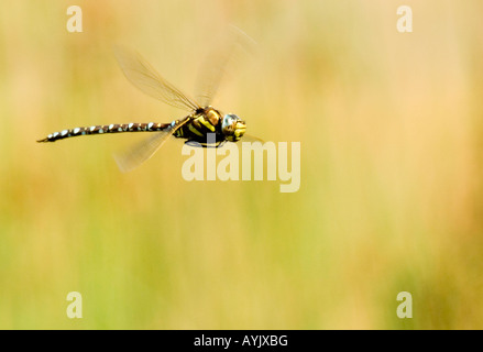 Hawker Aeshna juncea commun Banque D'Images