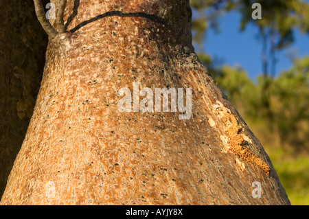 Close-up de boab tree et endommager l'agrile du frêne sur radeau Point, le Kimberley, Australie occidentale Banque D'Images