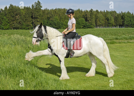 Fille sur le dos d'un cheval Tinker irlandais faisant une marche espagnole Banque D'Images