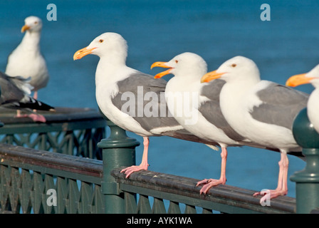 Groupe de mouettes sur une clôture d'un parler gull Banque D'Images