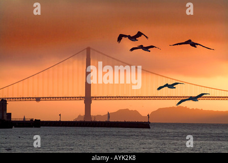 Vue pittoresque de Golden Gate Bridge au coucher du soleil avec vol de mouettes dans l'avant-plan San Francisco California USA Banque D'Images