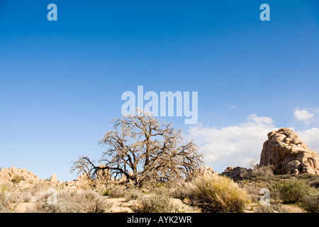 Joshua Tree National Park California tree Hidden Valley Banque D'Images