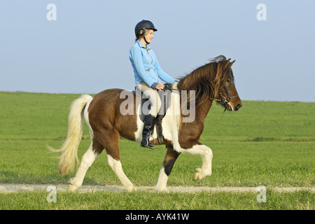 Girl riding sur le dos d'un cheval islandais Banque D'Images