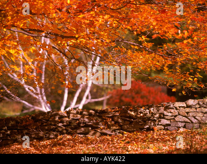 Feuillage d'automne et mur de pierre dans le Berkshire Hills l'automne en Nouvelle Angleterre Massachusetts USA Banque D'Images