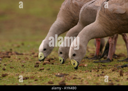 Les Oies de Cape Barren cereopsis novaehollandiae nourrir Banque D'Images