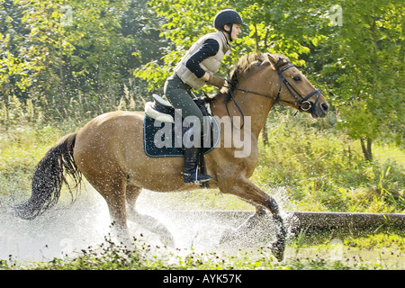 Fjord x Trakehner Mix. Jeune femme cavalière galopant dans l'eau Banque D'Images