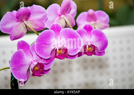 Comme les orchidées sont cultivées dans un hot house en Floride USA Banque D'Images