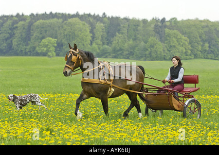 Calèche tirée par un cheval Freiberger, Franches-Montagnes Banque D'Images