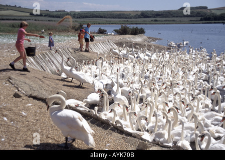 L'Abbotsbury Swannery protégés de la mer par plage de Chesil avec les visiteurs d'aider au moment de l'alimentation Banque D'Images