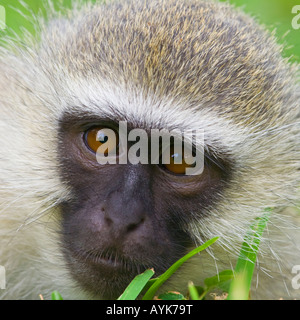 Close-up d'un singe à regarder la caméra, d'un angle faible Banque D'Images