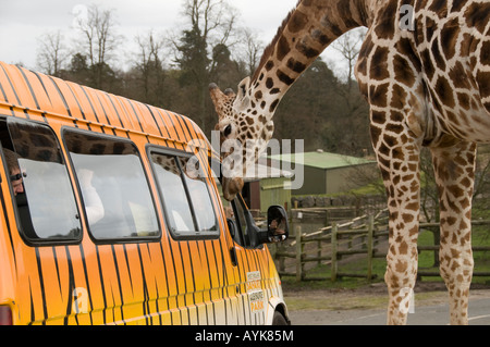 Girafe à West Midlands Safari Park Bewdley Hereford et Worcester Angleterre Banque D'Images