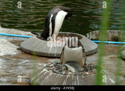 Pingouins dans zoo d'Édimbourg Banque D'Images