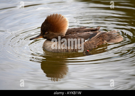 Harle couronné femme Banque D'Images