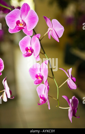 Comme les orchidées sont cultivées dans un hot house en Floride USA Banque D'Images