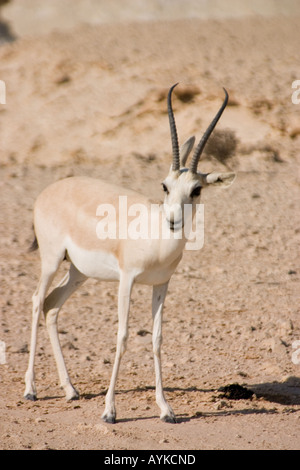 Gazelle des sables Banque D'Images