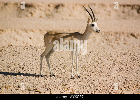 Gazelle des sables Banque D'Images