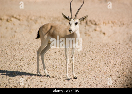 Gazelle des sables Banque D'Images