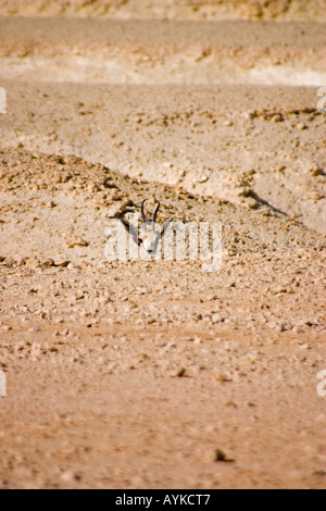 Gazelle des sables Banque D'Images