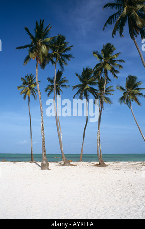 Des cocotiers bordant la plage de Jambiani, sur la côte est de l'île de Zanzibar, Tanzanie Banque D'Images