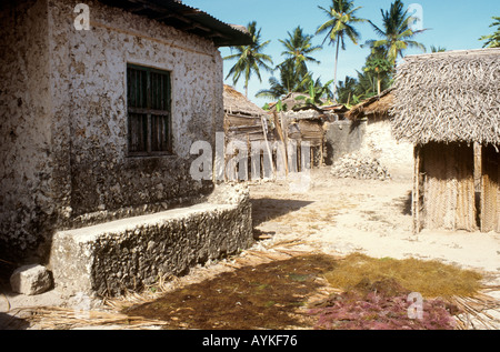 La récolte d'algues de séchage traditionnel extérieur Zanzibar house, Jambiani village, côte est de l'île de Zanzibar, Tanzanie Banque D'Images