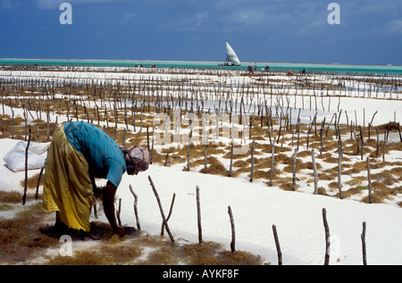 Femme de la région de la récolte des algues à Jambiani, sur la côte est de l'île de Zanzibar, Tanzanie Banque D'Images